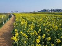 포항시 “몸에 좋은 흑염소 맛보러 오세요”