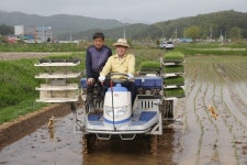 동해시, 풍년농사 기원하는 첫 모내기 실시