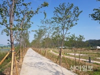 용인 처인구 남사면 진위천 제방에 왕벚나무길 조성