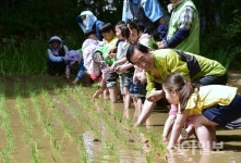 서대문구, 꼬마 농부 모내기 체험학습 진행