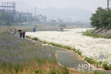 [포토] 서산 운산 용장천 꽃밭서 시민들 봄 만끽