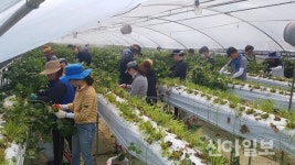 부여군농기센터, 농번기 농촌일손돕기 구슬땀