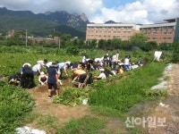 도봉구, 초등학생 감자캐기 체험 실시
