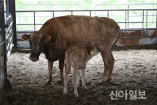 “칡소 종축으로 육성하자”…혈통 찾기 앞장