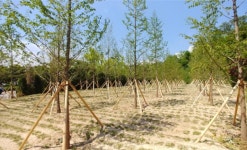 군산시, 500만 그루 심어 미래의 숲 조성