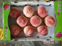 홍천, 여름철 대표과일 대홍복숭아 판매