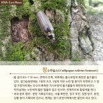 광릉숲에서 발견된 장수하늘소, 다시 숲으로