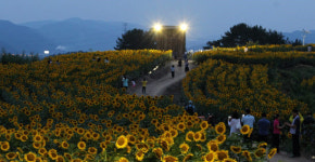 함안 강주마을, 제7회 강주 해바라기 축제 개최