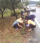 합천 적중면 명곡마을, 가을꽃 단장으로 분위기 UP