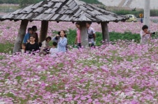 하동군, 내달 20일부터 코스모스·메밀꽃 축체 막 올라