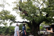 태풍 링링 서산 정순왕후 생가 수령 200년 느티나무 가지도 꺽어