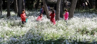 [포토] 밀양시 삼문송림 구절초 만개