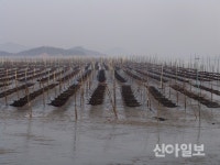 신안군, 맛·향 뛰어난 곱창 햇김 첫 위판