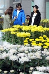 양구군시설관리사업단, 2019 국화 전시회 개최