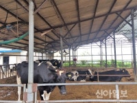 전국 5500여호 젖소농장 구제역 백신검사 확대 실시