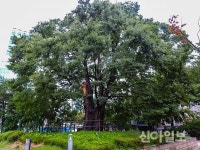 700년 역사의 화양동 느티나무… 재해 예방책 마련한다