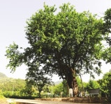‘삼백의 고장’ 상주 두곡리 뽕나무, 국가 천연기념물 지정