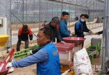 철원 공무원들, 코로나19 영농철 일손돕기