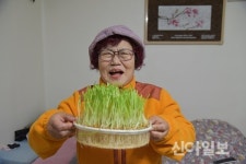 용인 “어르신들 새싹 기르며 적적함 달래보세요”