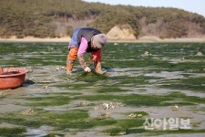 서산시 명품 수산물 감태, 6시 내고향 소개