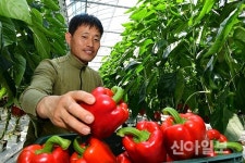 남원 운봉읍, 지리산 파프리카 ‘첫 수확’