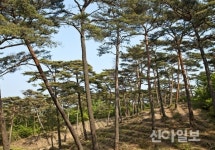 충남도, ‘내화수림대’ 산불로부터 안면송 지킨다