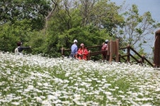 [포토] 부안 변산마실길, 찔레꽃·데이지꽃 만발…백색의 향연