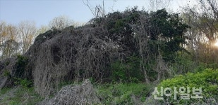 [포토] 함양 두신마을 야산 칡넝쿨에 소나무 고사