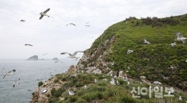 태안군 ‘궁시도’, 괭이갈매기 집단 서식 첫 확인