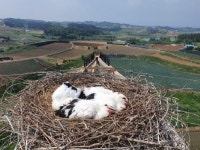예산군, 송전탑에 둥지 튼 황새보호 위해 전기사고 예방장치 설치