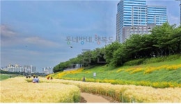 한내천 둔치에 청보리밭, 유채꽃길 등 시골 풍경길 조성