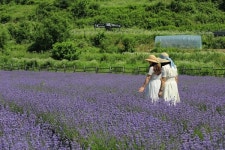 진안 안천면 물들인 보라빛 향기…생태습지 일원 라벤더 꽃 만개