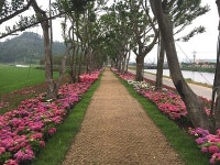 코로나19 확산 방지, 섬수국축제 전면 취소