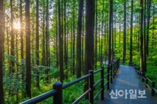 서대문구 안산 자락길에서 언택트 힐링하세요