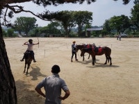 여주 금당초, 학교에서 말타기·활 쏘기 체험 눈길