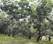 진주시, 벼 병해충 2차 공동방제 추진