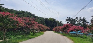 [포토] 부안 보안면, 특별한 분홍꽃 드라이브 코스 베롱나무 꽃길 만개
