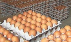 충남지역 생산 달걀 안전성 ‘이상무’