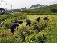 진해 웅동1동-해군장병, 쓰러진 벼 세우기 작업 전개