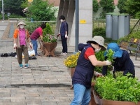 용인 영덕1동, 젊음의 광장에 계절 꽃 2000포기 심어