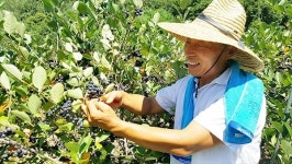 단양군 아로니아 재배 농가 3년간 63% 급감