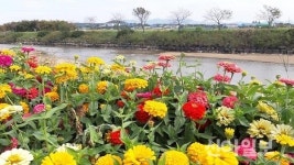 [포토] 서산, 청지천 가을 만끽하는 야생화