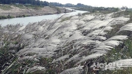 서산, 청지천 가을속으로…은빛 갈대 향연