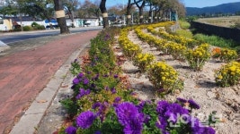 경주시 월성동, 분황로 국화로 단장