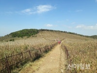 경주 무장산 억새 군락지,  은색 억새 물결 절정