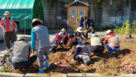 창원농기센터-마스터가드너, 사랑의 고구마 나눔