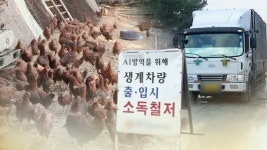영암 오리농장서 고병원성 AI 발생...오리·닭 50만마리 살처분