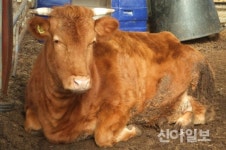 홍천군, 가축재해보험 지원으로 축산 농가 보호