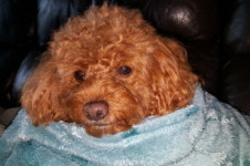 진주시, 반려동물 코로나19 감염 여부 검사 실시