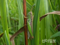 부평 인천나비공원, 전시회·프로그램 비대면 운영